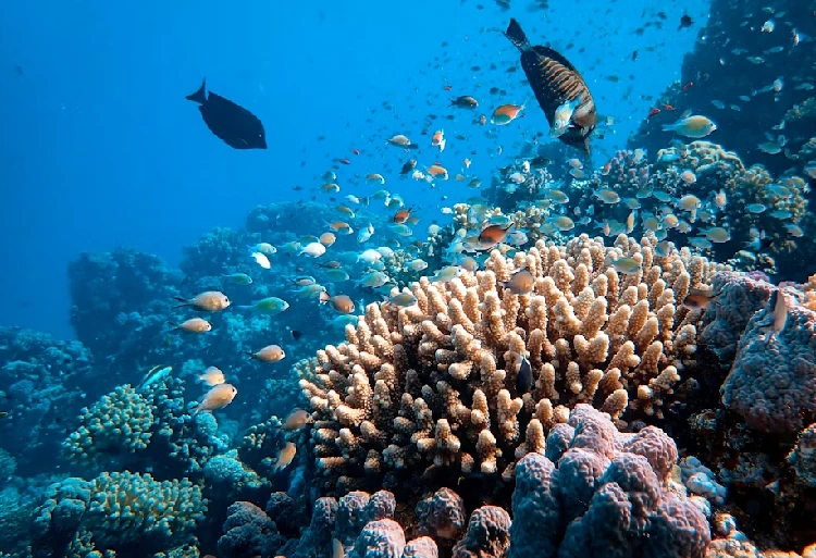 Koralové útesy majú skrytý denný rytmus, ktorý riadi život v oceáne