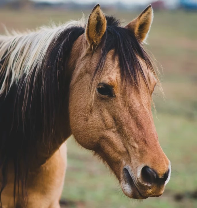 Kone dokážu vycítiť ľudský strach: Čo prezrádza nový výskum o pachoch a emóciách