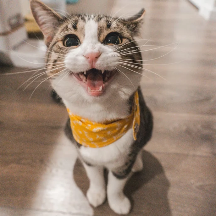 15 fascinujúcich vedeckých faktov o mačke domácej, ktoré menia pohľad na tohto tichého spoločníka