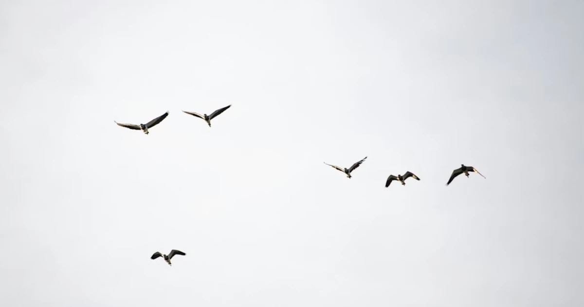 Milión vtákov prečkáva zimu na Slovensku: rekord v zimnom vtáctve