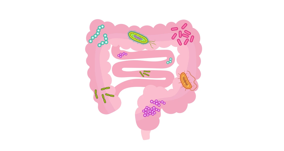 Antibiotiká v malých dávkach môžu predĺžiť život: Prekvapivá úloha črevných baktérií