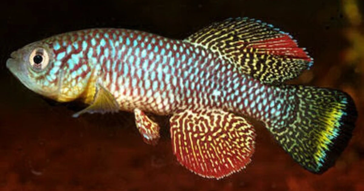 Ryba, ktorá rýchlo starne, odhaľuje tajomstvá starnutia obličiek a ochrany liekom SGLT2