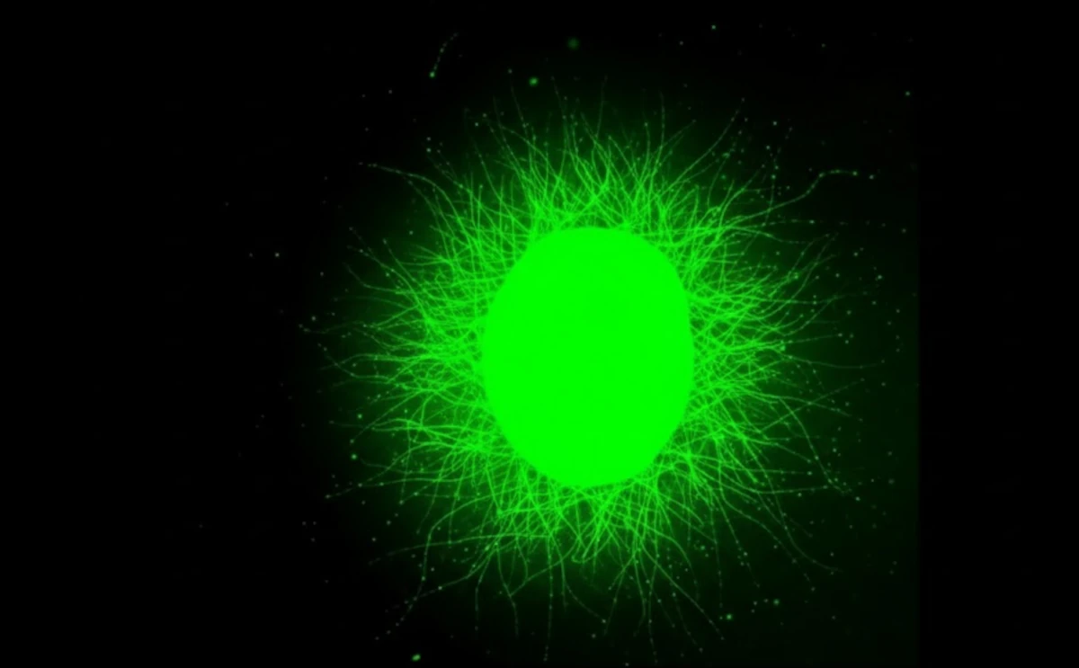 Laboratórne pestované mini miechy a „tancujúce molekuly“ dávajú novú nádej na liečbu ochrnutia