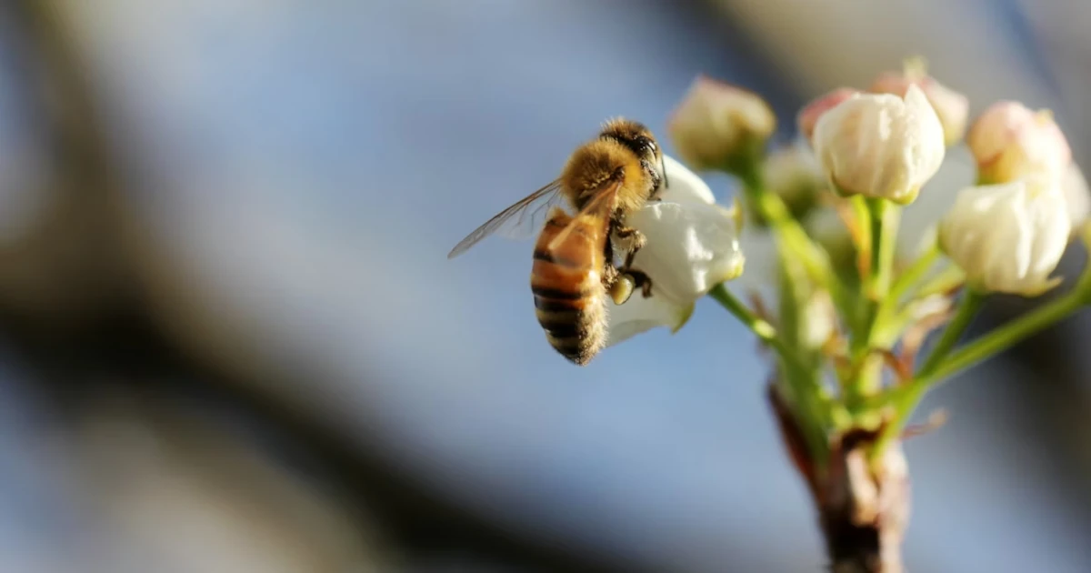 Prečo sa biodiverzita spomaľuje: Prekvapivé zistenia globálnej štúdie o druhoch a ekosystémoch