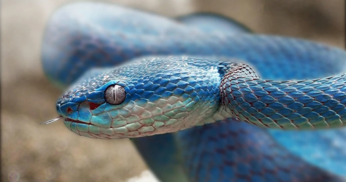 Prečo sa hady stali kanibalmi? Evolúcia ukazuje, že kanibalizmus nemusí byť chyba