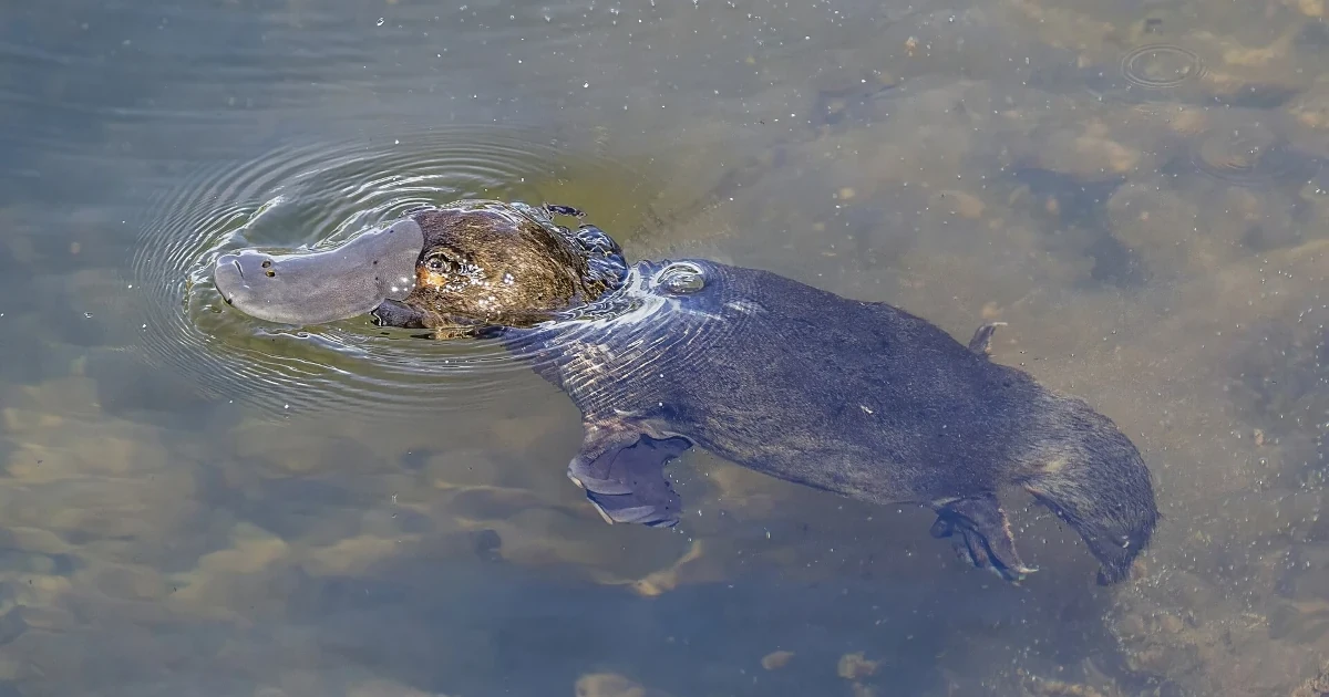 Toto zviera nemalo existovať: 20 faktov o vtákopyskovi, ktoré šokovali vedcov