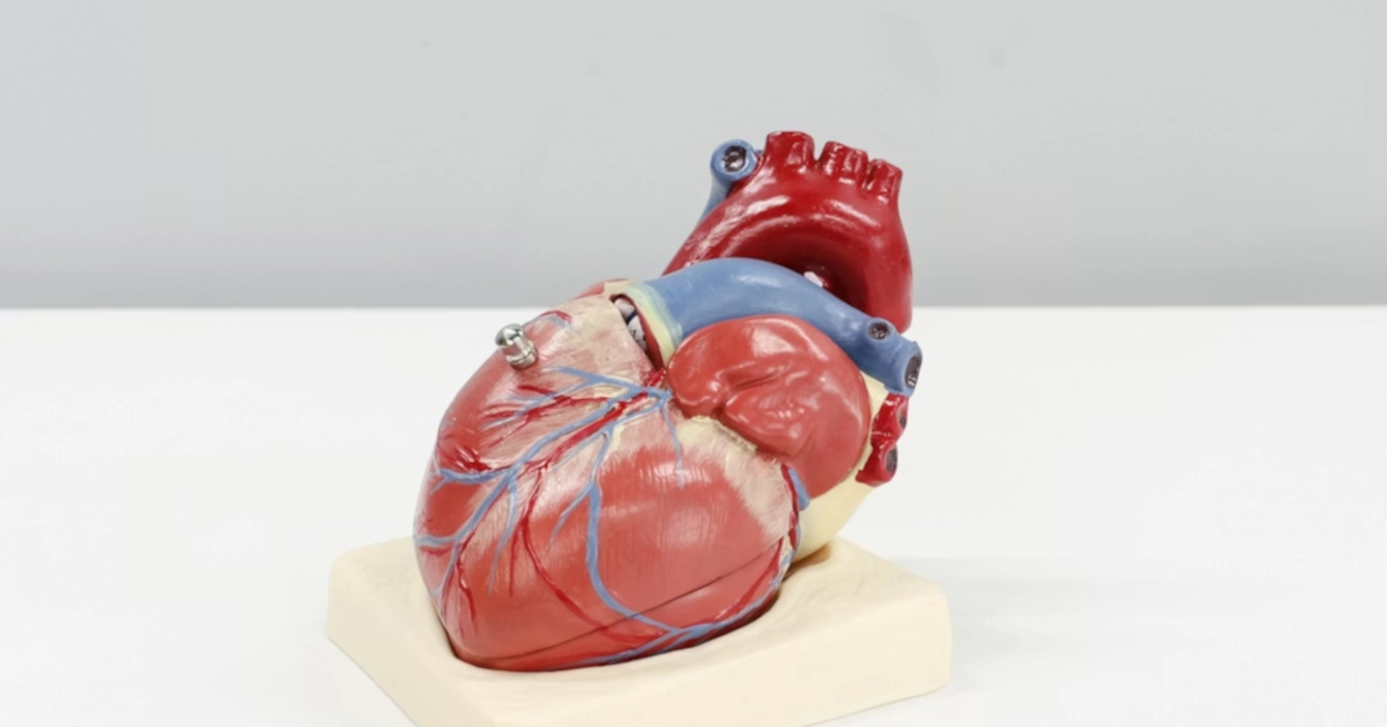 Prečo takmer nepočujeme o rakovine srdca? Odborníci vysvetľujú prekvapivý biologický dôvod