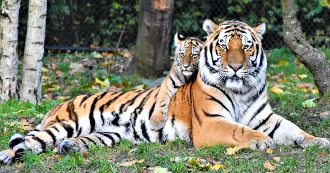 Viac ako 37 000 stromov pre návrat tigrov: Ako sa po 70 rokoch vracajú do krajiny